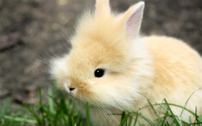 Cute Fluffy Bunny-Animal photo wallpaper Views:15166 Date:2014/9/6 1:48:13