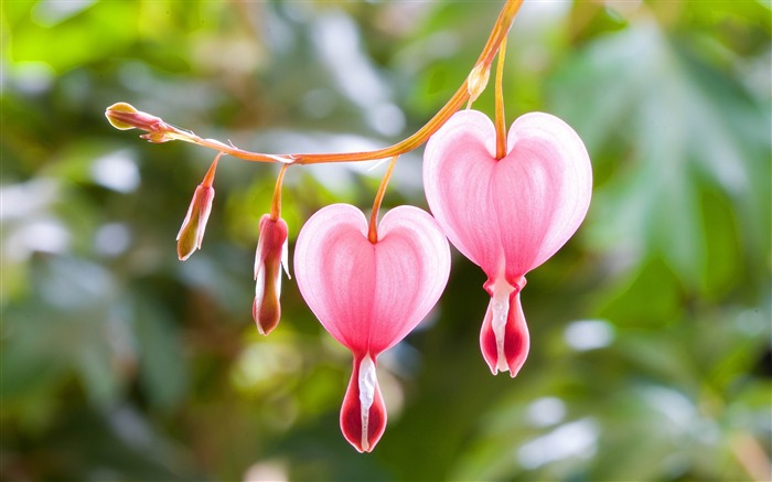 Papéis de Parede de papel de parede rosa bonito de flores Visualizações:11074