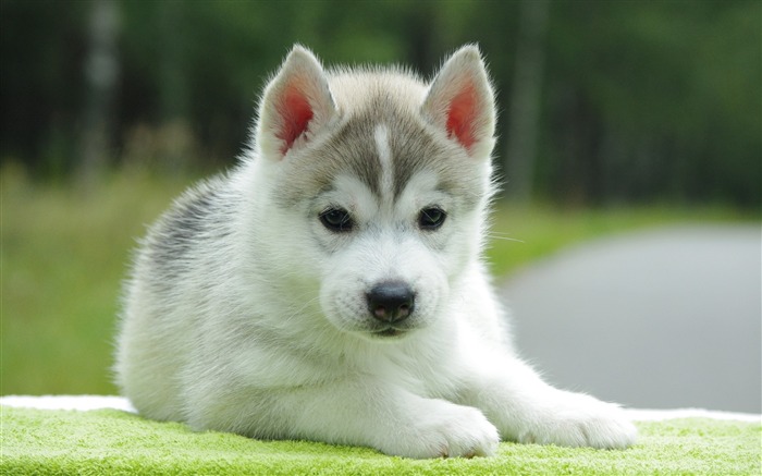 Cute Pomsky Puppy-Animal photo wallpaper Views:13745 Date:2014/9/6 1:49:51