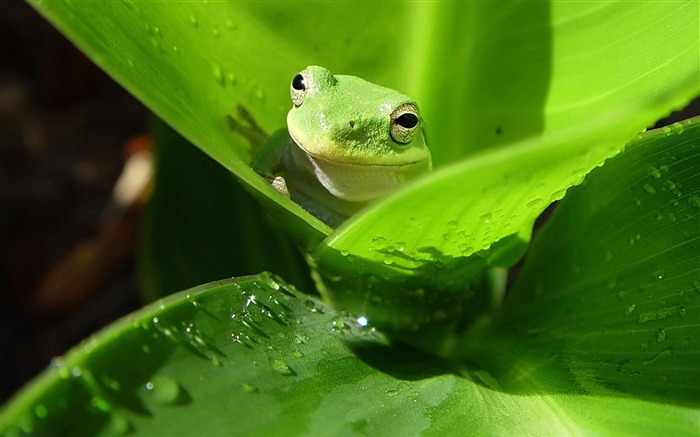 Drôle monde animal la photographie HD Fonds d'écran Vues:36135