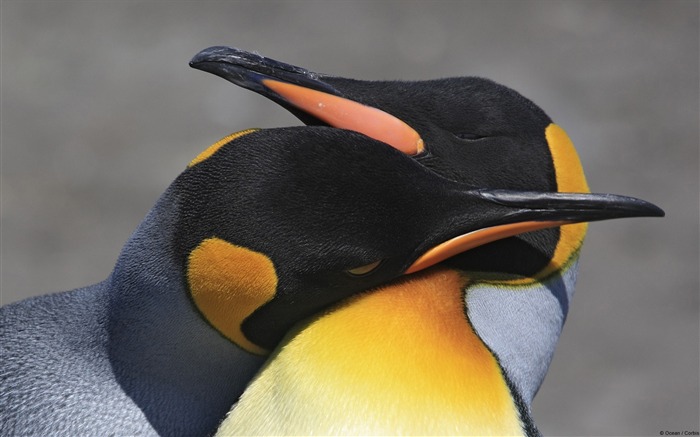 King penguins-Windows Theme Wallpaper Views:10058 Date:2014/9/22 7:33:54