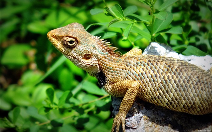 Fondo de pantalla del tema Lizard-Windows Vistas:10046