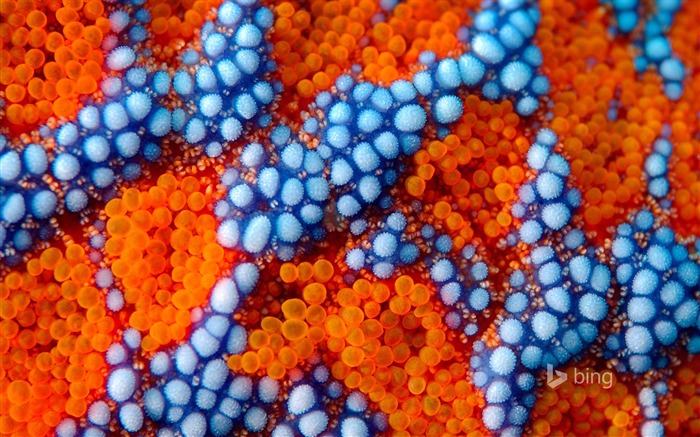 Micrograph-Bing theme wallpaper Views:9132 Date:2014/9/4 7:27:17