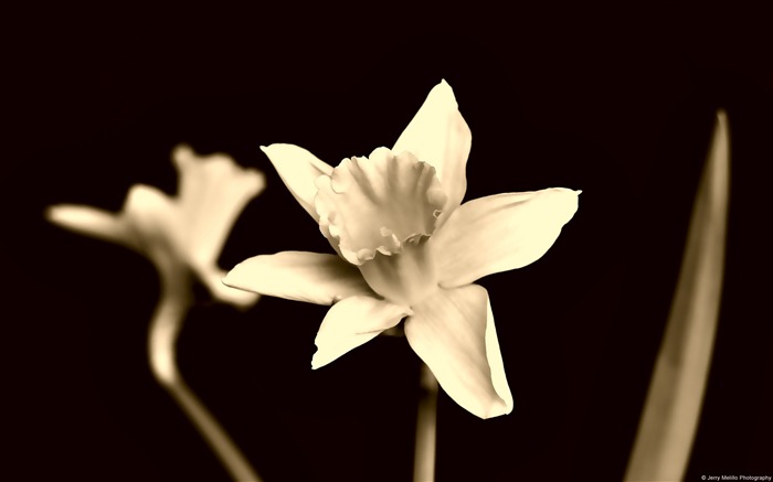 Sepia narcisos-Windows Theme Wallpaper Vistas:6770