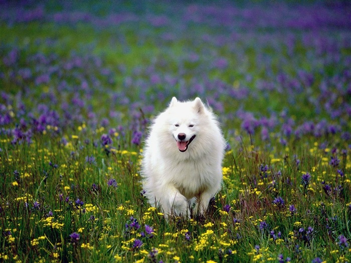 Siberian Samoyed-Animal photo wallpapers Views:8650 Date:2014/9/6 1:59:48