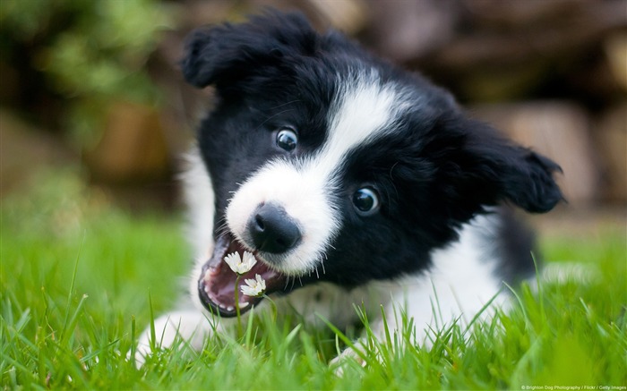 Fondo de pantalla de pequeño tema de border collie-windows Vistas:14825