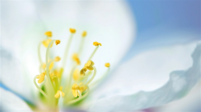 Papéis de parede de flores brancas de flores brancas Visualizações:7255