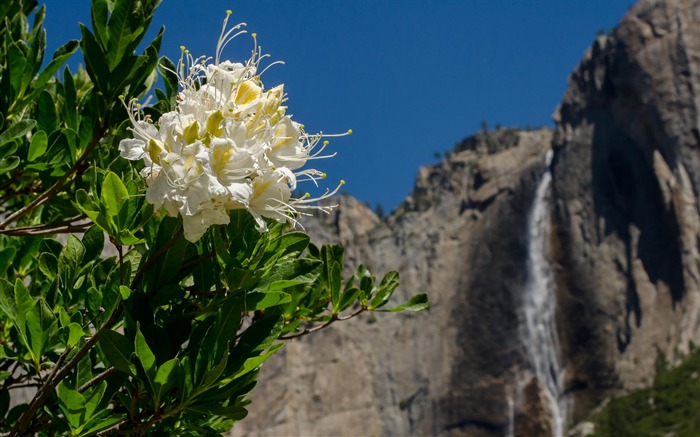 Yosemite National Park Microsoft theme wallpaper 08 Views:9600 Date:2014/9/26 9:19:19