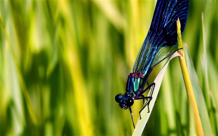 blue dragonfly-Animal photo wallpapers Views:8148 Date:2014/9/6 1:50:31