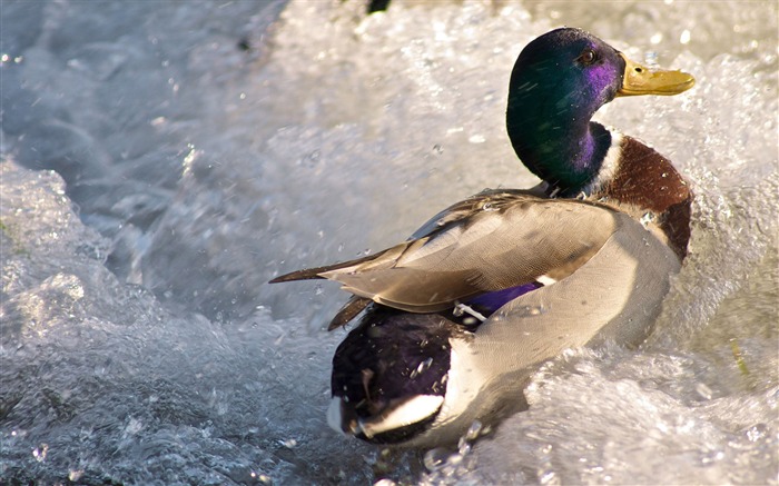 freezing river duck-Animal photo wallpapers Views:9167 Date:2014/9/6 1:51:45