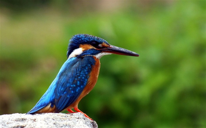 kingfisher-Animal photo wallpaper Views:7986 Date:2014/9/6 1:53:14