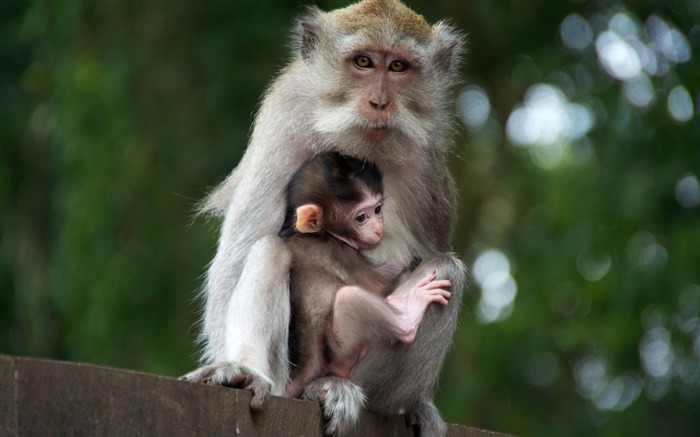 monkey with cub-Animal photo wallpaper Views:9478 Date:2014/9/6 1:54:29