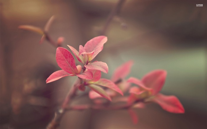 粉红色的叶子-植物高清壁纸 浏览:10433