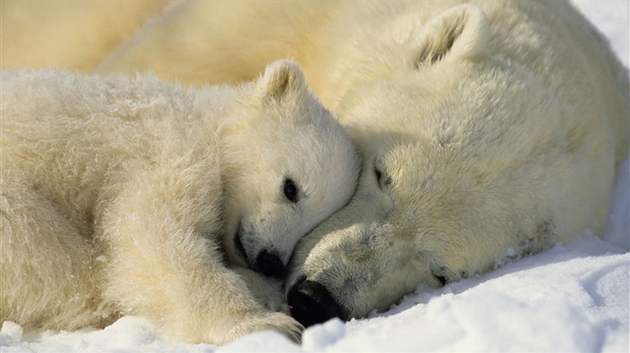 polar bears-Animal photo wallpapers Views:9011 Date:2014/9/6 1:55:10