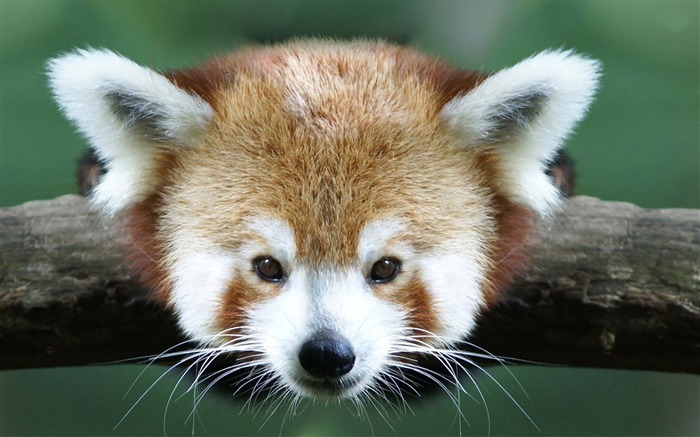 red panda-Animal photo wallpapers Views:10203 Date:2014/9/6 1:55:48