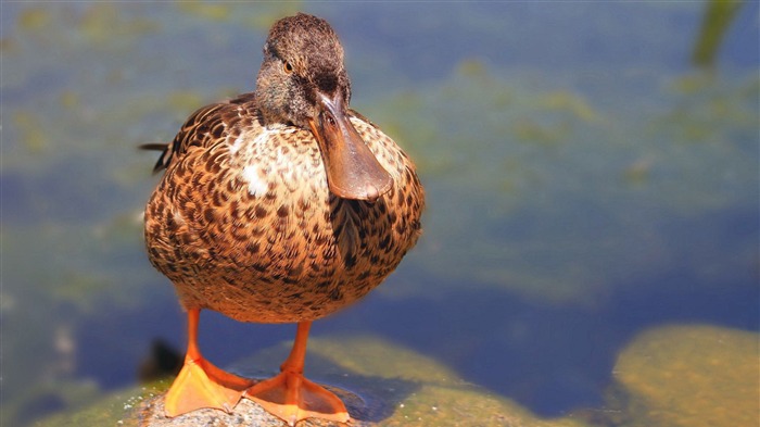 river duck-Animal photo wallpapers Views:7745 Date:2014/9/6 1:52:23