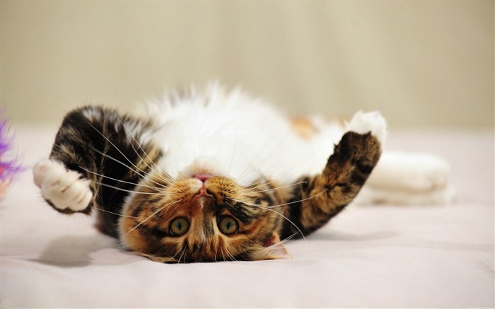 rolled over playful cat-Animal photo wallpapers Views:9230 Date:2014/9/6 1:56:44