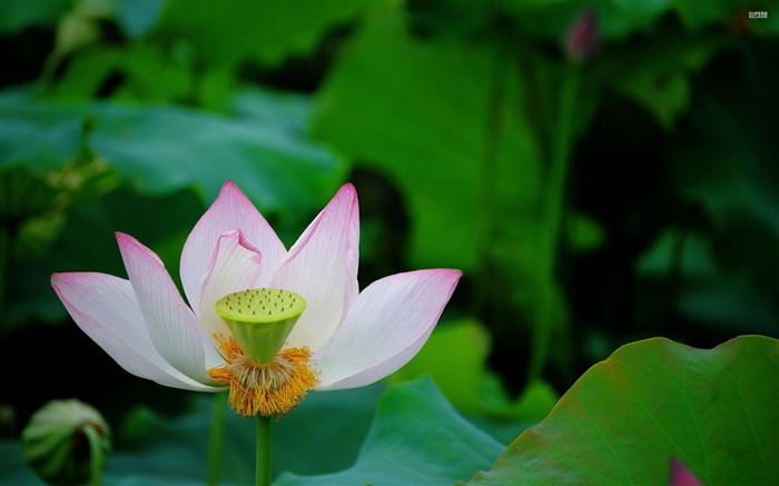 verão rosa lotus-plantas HD Wallpaper Visualizações:10590