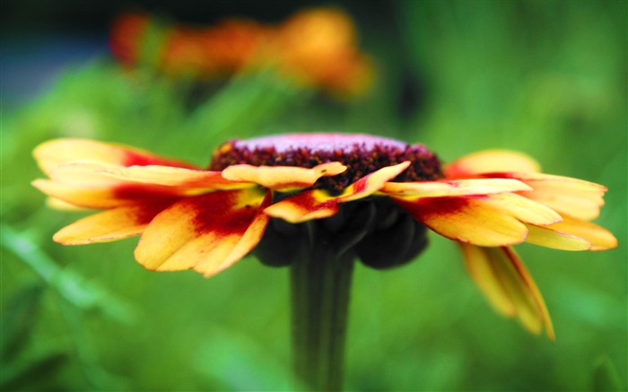 detalhe da flor amarela - Plantas HD Wallpaper Visualizações:8756