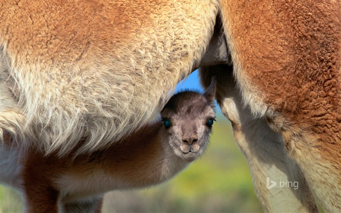 cerf bébé-Bing fond d'écran Vues:7991