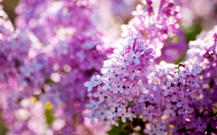 Beautiful Lilac Flowers-HD Photo Wallpaper Views:14647 Date:2014/10/27 7:43:58