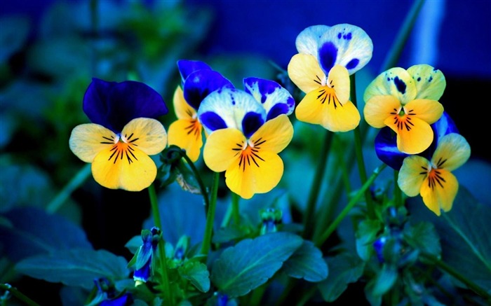 Hermosas flores plantas HD Photo Wallpaper Vistas:35362