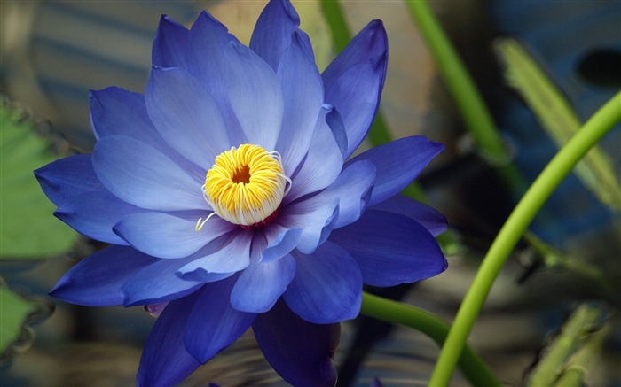 Fleur bleue Blooming-HD fonds d'écran Vues:10860