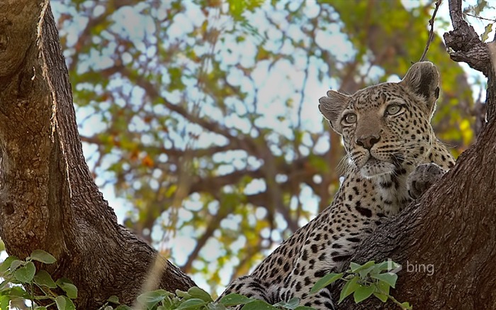 Guépard couché dans un arbre-Bing fond d'écran Vues:10448