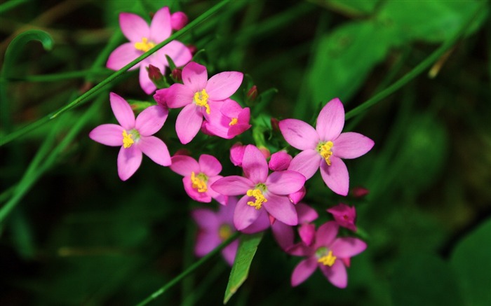 Cute Purple Flowers-HD Photo Wallpaper Views:8970 Date:2014/10/27 7:42:12