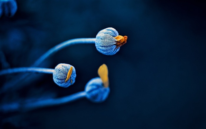 Papel pintado con pantalla azul oscuro con flor HD Vistas:8906