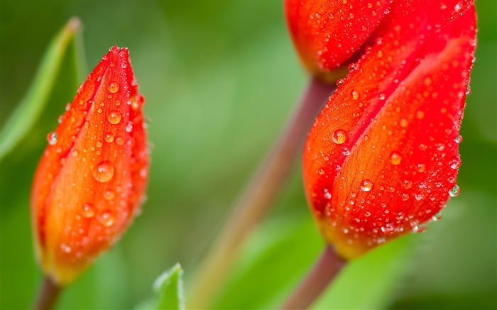 Fondo de pantalla con foto de Flower Buds Photo-HD Vistas:7644