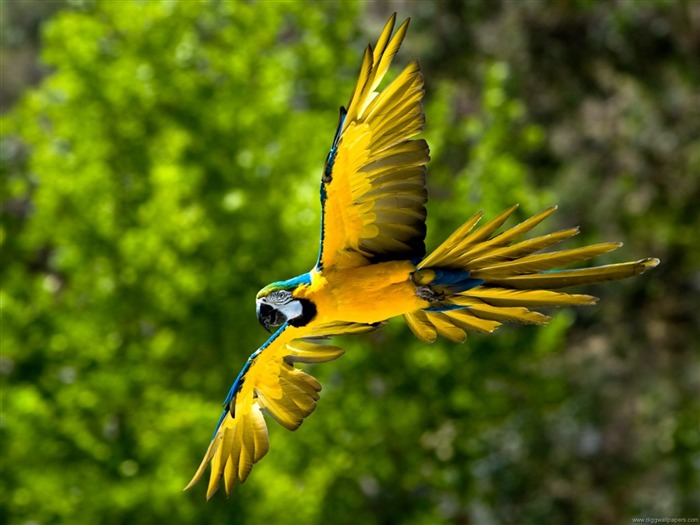 Flying Parrot-Photo HD Wallpaper Views:8898 Date:2014/10/12 18:57:57