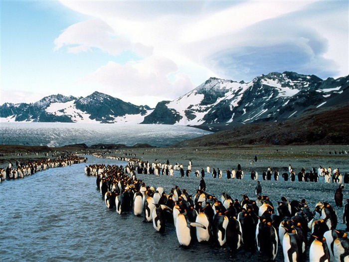 Gentoo Penguins Antarctica-HD Desktop Wallpaper Visualizações:10441