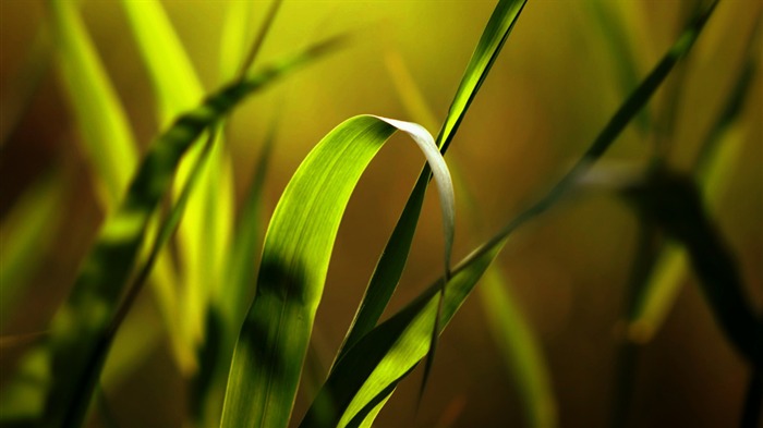 Fondo de pantalla de Grass Macro-HD Widescreen Vistas:7994