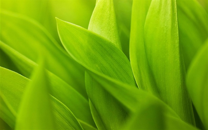 Papel tapiz de pantalla ancha Green Leaf Close Up-HD Vistas:8189