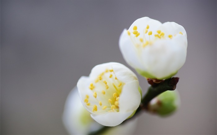 Fondos de pantalla panorámica Macro White Flower-HD Vistas:8097