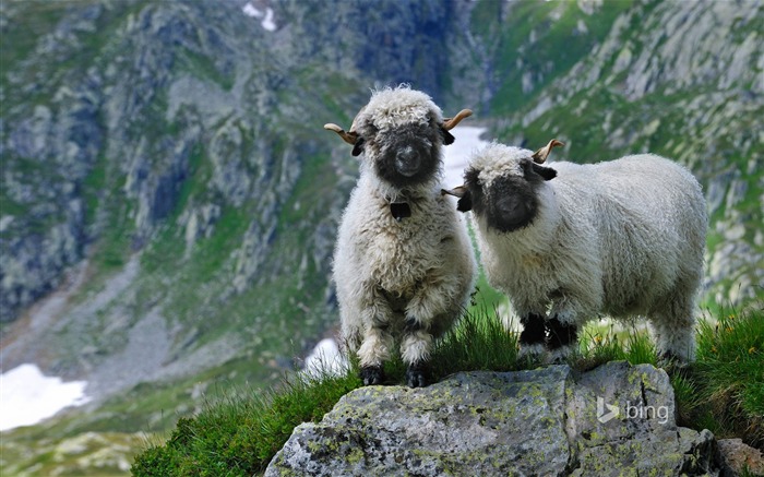 moutons de montagne-Bing fond d'écran Vues:11252