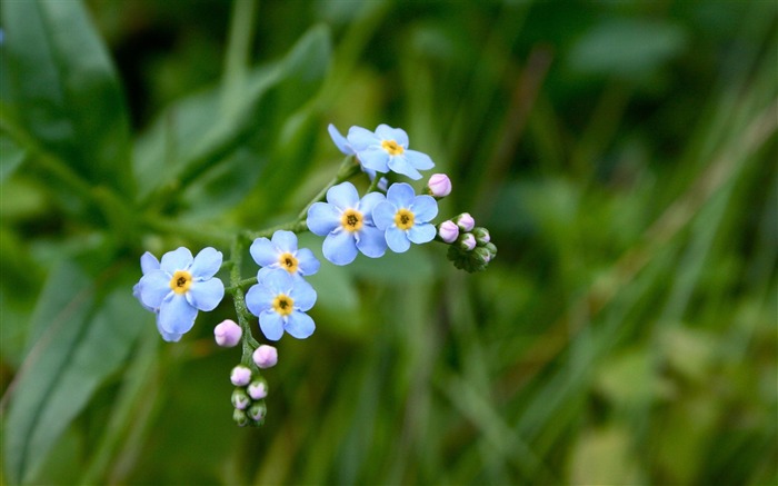 勿忘我花-高清宽屏壁纸 浏览:9605