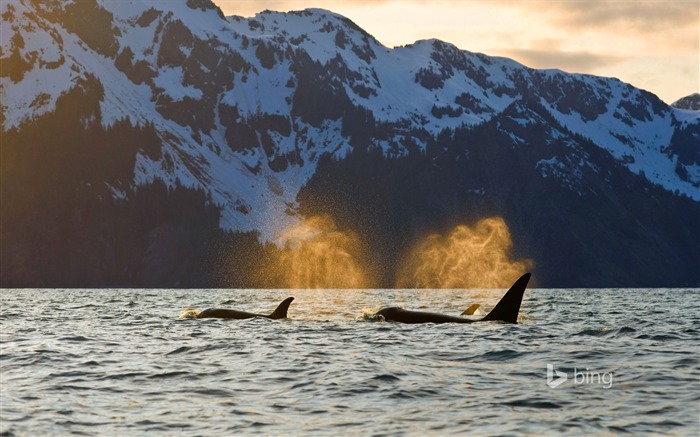 Fondo de pantalla del tema Ocean Whale-Bing Vistas:9736