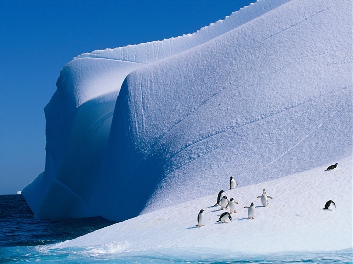 Pingüinos en Iceberg-Scenery fondo de pantalla HD Vistas:9547