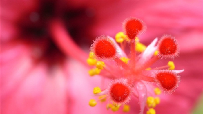 Pink Flower Close Up-HD Widescreen Wallpapers Vistas:6637