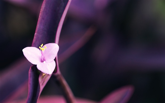 Pink Flower Macro-HD Photo Wallpaper Vistas:7491