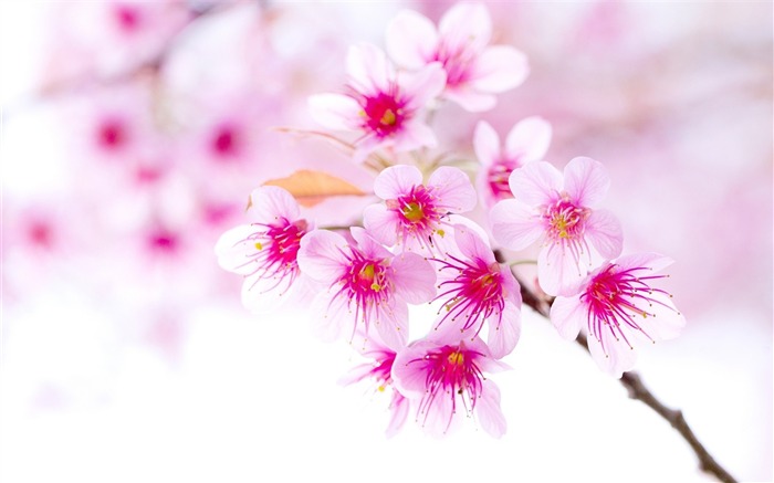 Pink Petals-HD Widescreen Wallpapers Vistas:8029