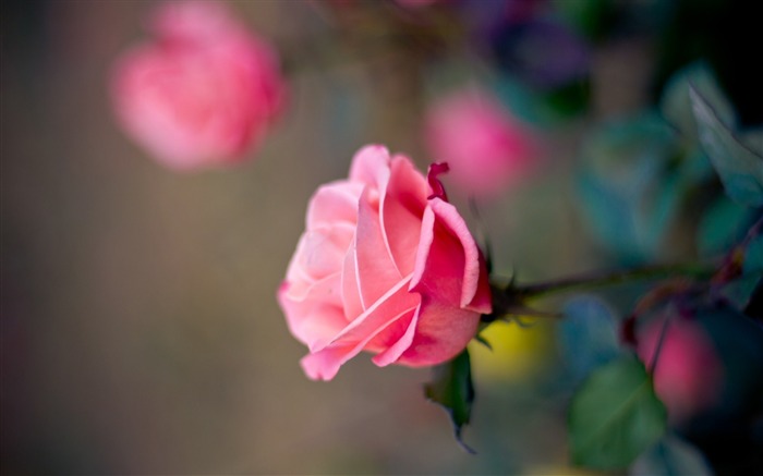 pink rose-HD fonds d'écran Vues:10132