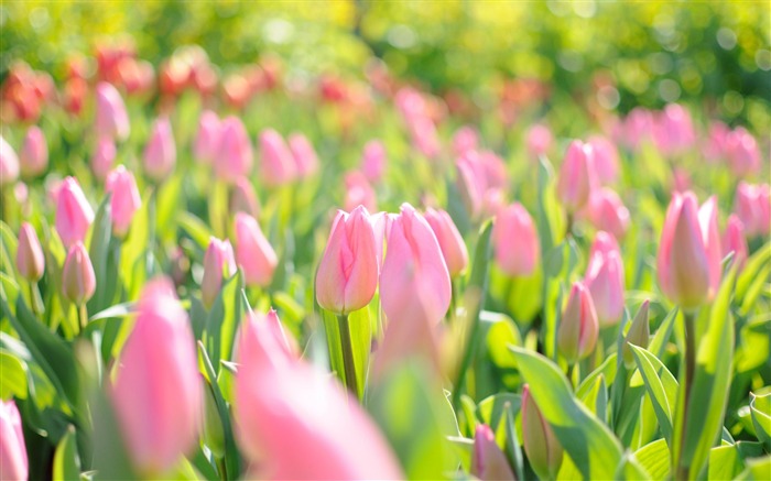 Pink tulips-HD Widescreen Wallpapers Vistas:10099