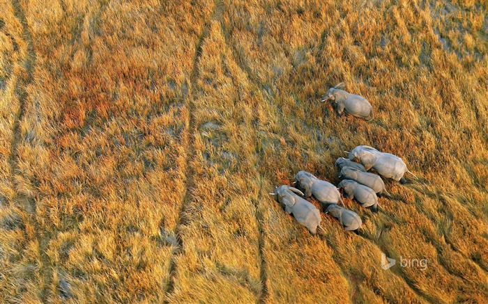 Prairie éléphant terme-Bing fond d'écran Vues:8217