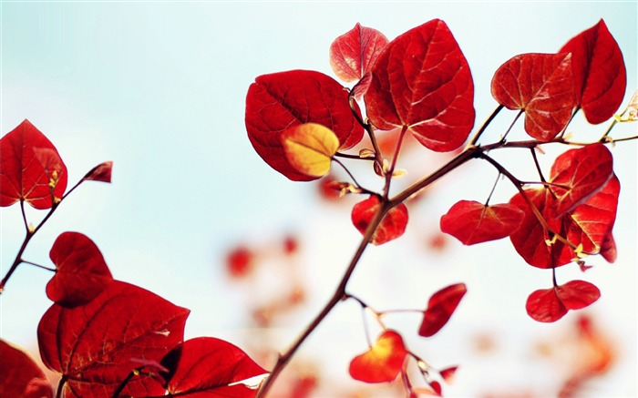 Red Leaves-HD Widescreen Wallpapers Vistas:7655