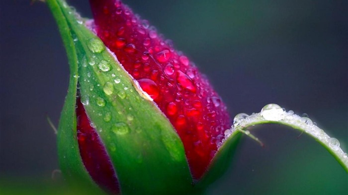 Red Rose Bud-HD Photo Wallpaper Views:8191 Date:2014/10/27 7:53:12