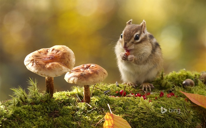 Squirrel champignons Macro-Bing fond d'écran Vues:18511