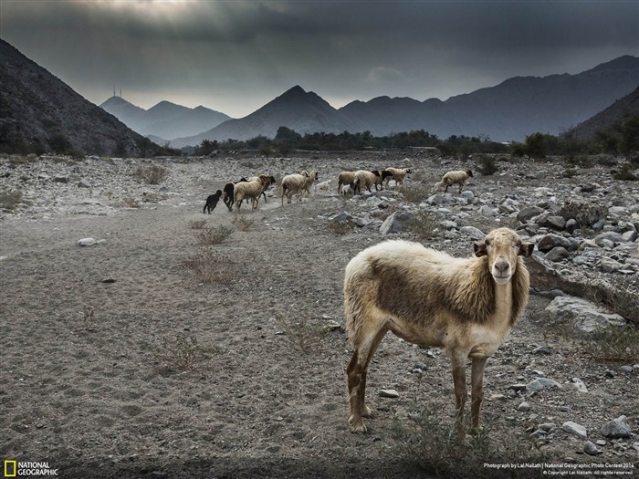 El fondo de pantalla Ganador-National Geographic Vistas:7462